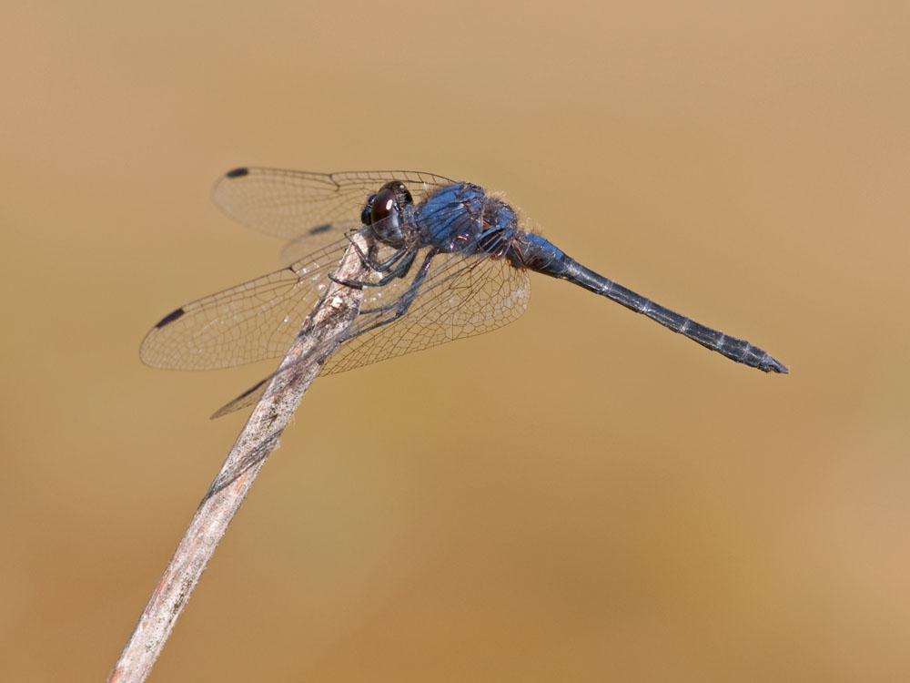 Trithemis festiva